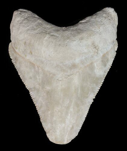 Serrated Megalodon Tooth - Bone Valley, Florida #48694